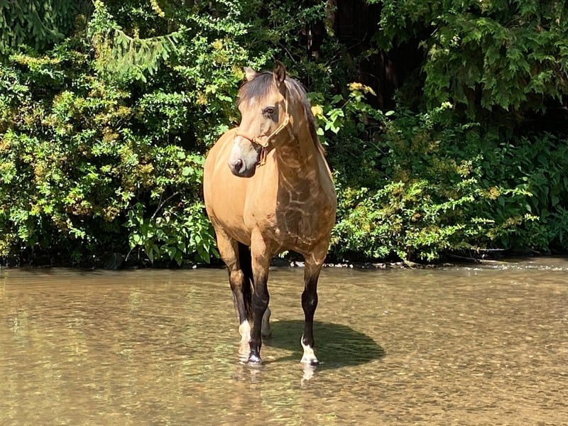 Sam im Wasser